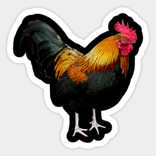 Colorful rooster Sticker